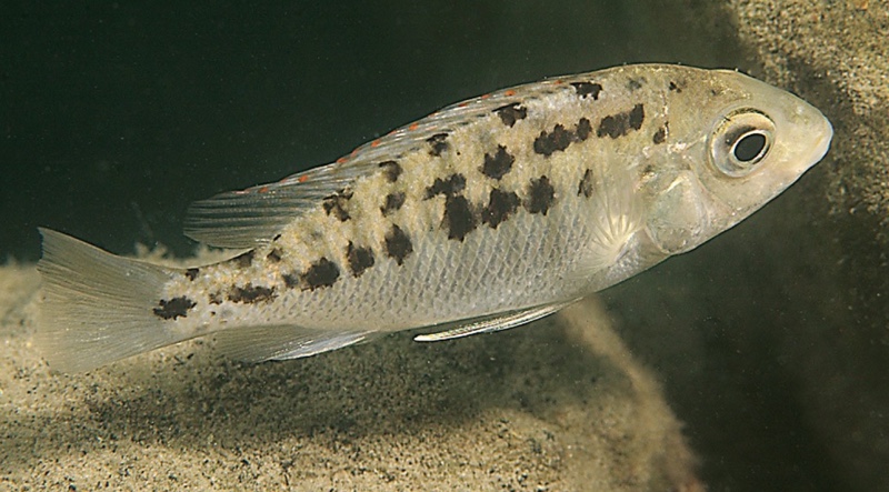 Protomelas virgatus 'Harbour Island'